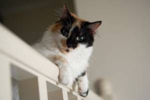 Java pic