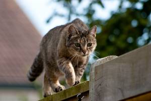 Kittle pic