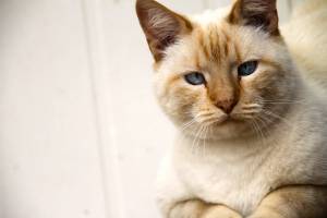 Milton pic