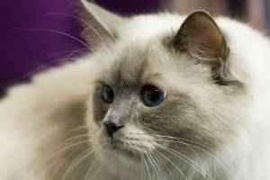Mr Peeper pic