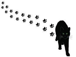 cat walk image
